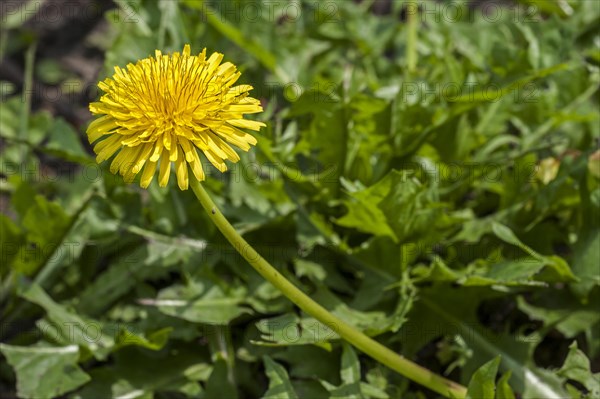 Russian dandelion