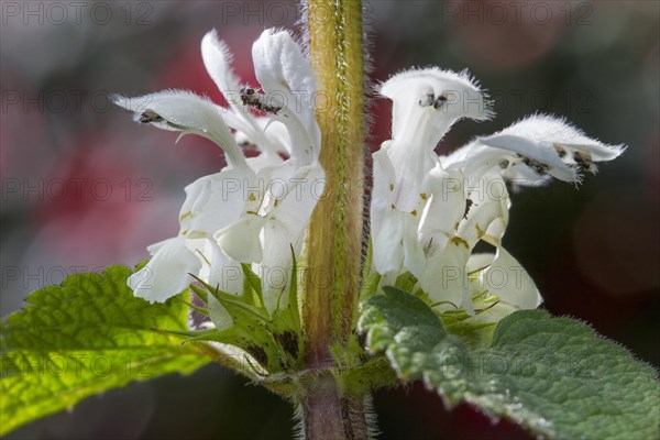 White deadnettle