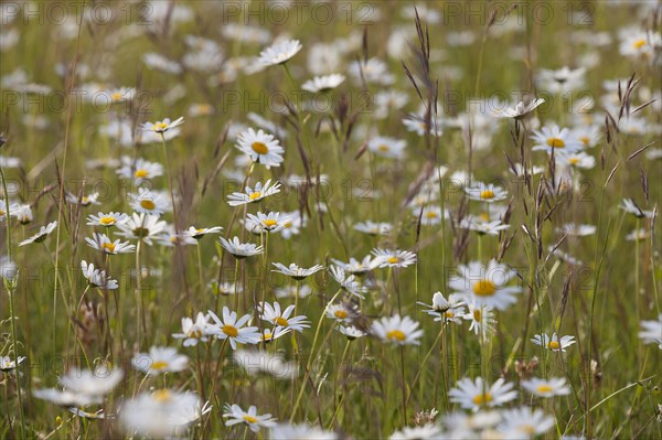 Ox-eye daisies