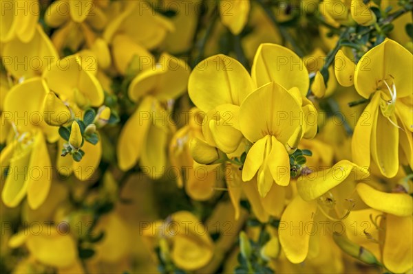 Common broom