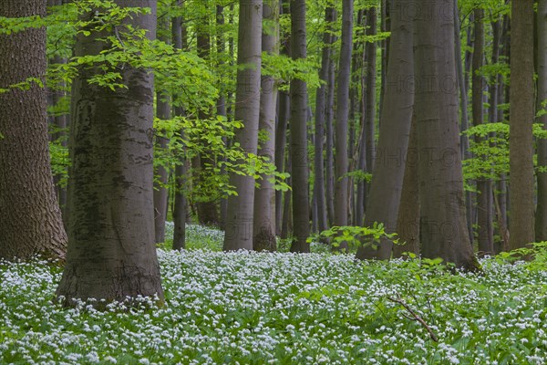 Wood garlic