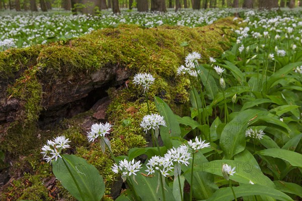 Rotten moss covered fallen log and wood garlic