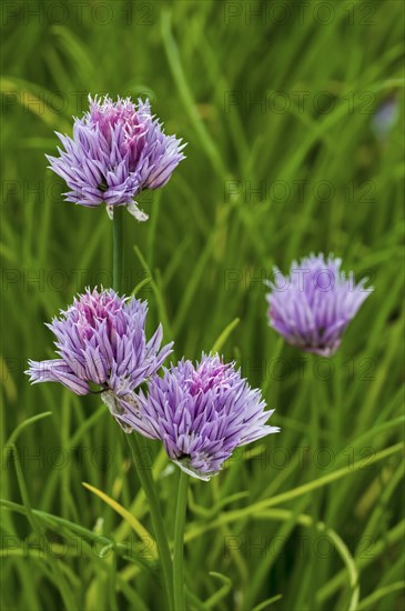 Chives