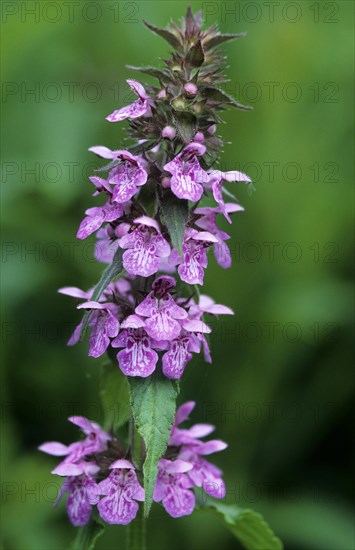 Marsh woundwort