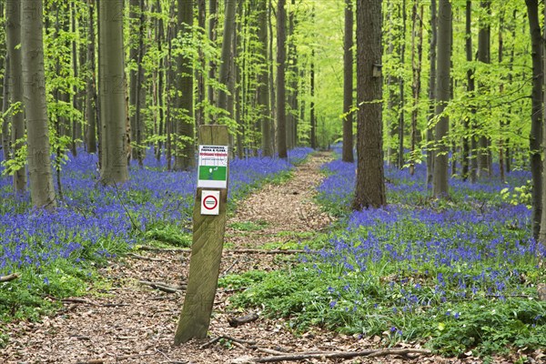Prohibition sign prohibiting entrance and bluebells