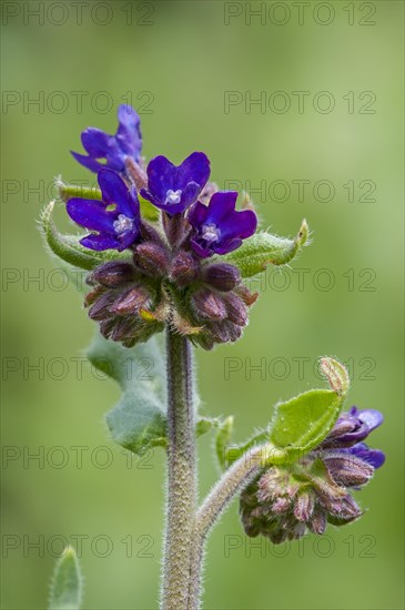 Common bugloss