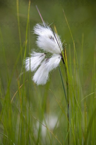 Common cottongrass