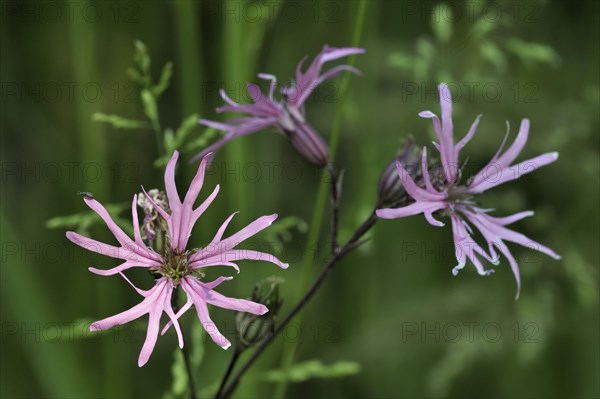 Ragged robin