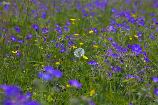 Wood cranesbill