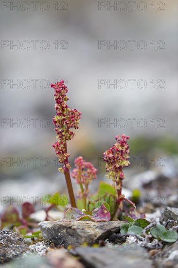 Mountain sorrel