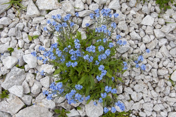 Alpine forget-me-not