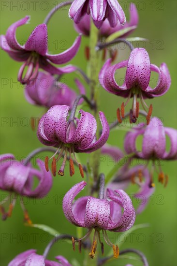 Martagon lily