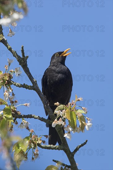 Eurasian blackbird