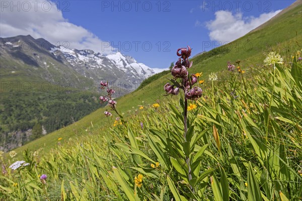 Martagon lily