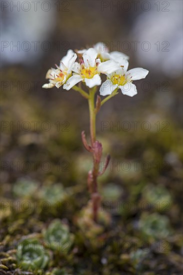 White mountain saxifrage