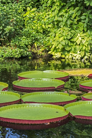 Floating leaves of the giant water lily