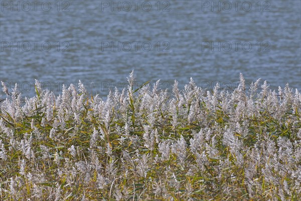 Panicles of common reed