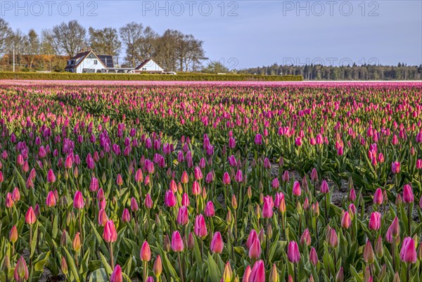 Pink tulips in tulip field in spring