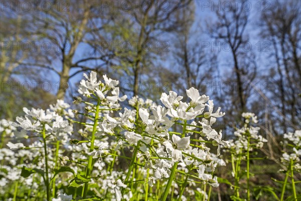 Cuckoo flower