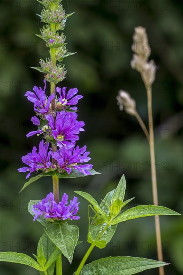 Purple loosestrife