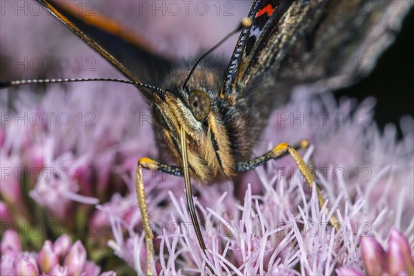 Red admiral