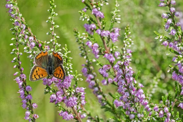 Small copper