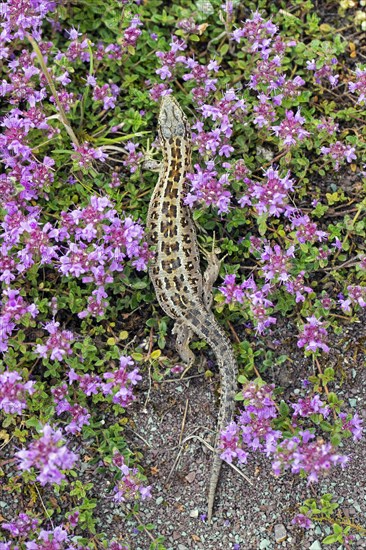 Sand lizard