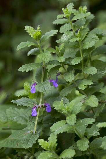 Water germander