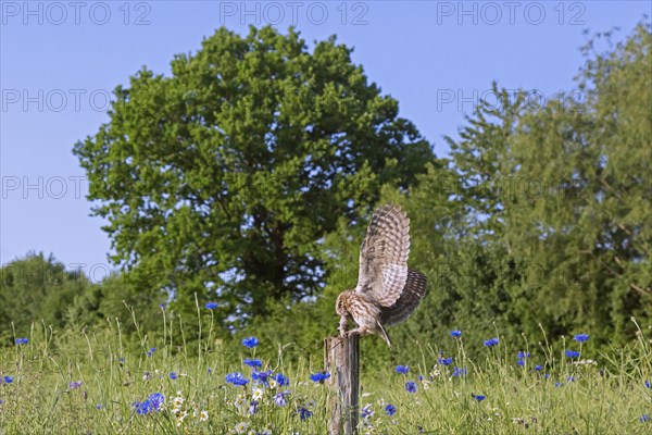 Ringed little owl