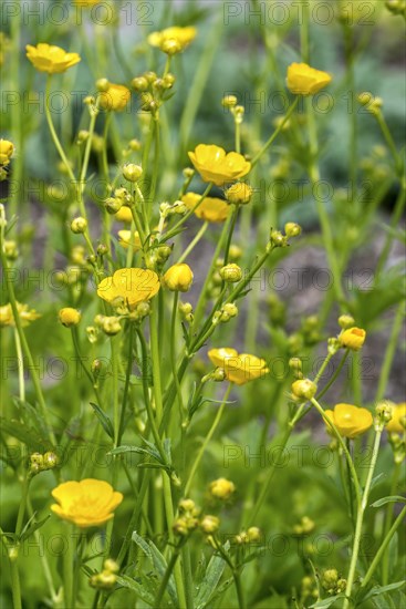 Woolly buttercup