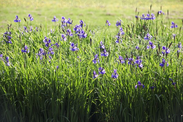 Siberian Iris