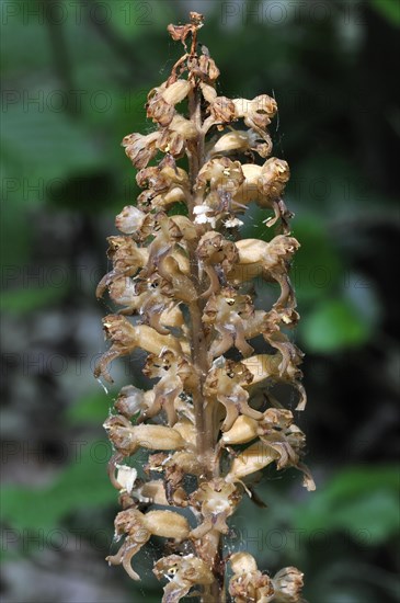 Bird's nest orchid