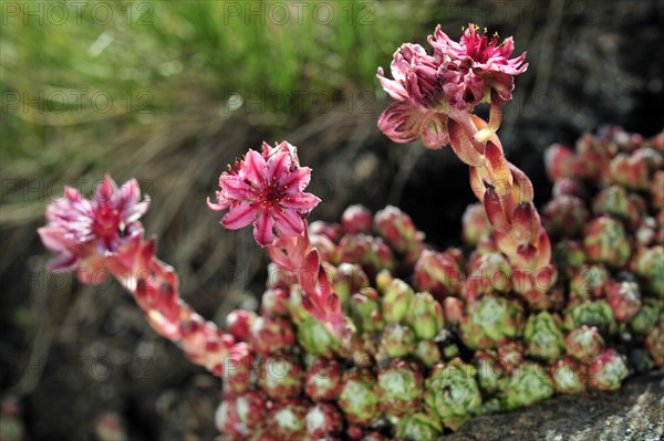 Cobweb houseleek