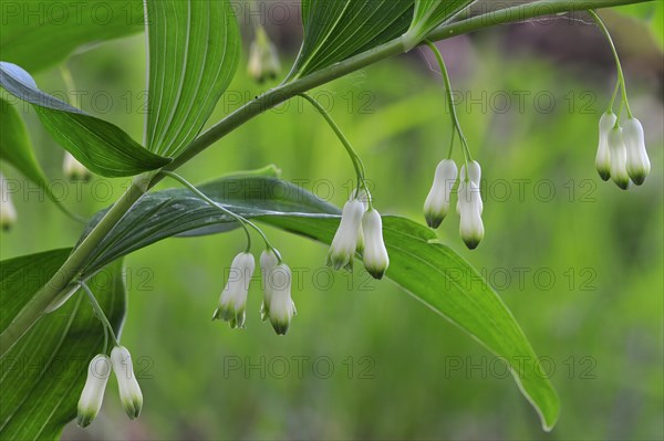 Common Solomon's-seal