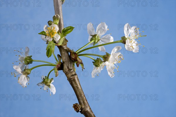 Wild cherry