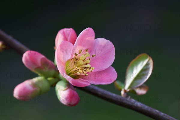 Japanese quince