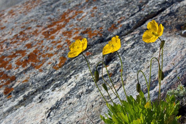 Arctic poppy