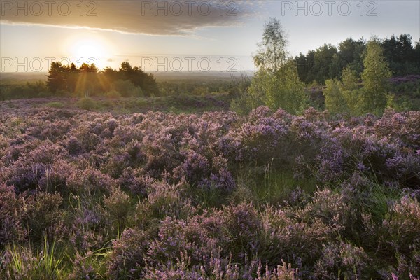 Heather flowering in heathland at the Hoge Kempen National Park