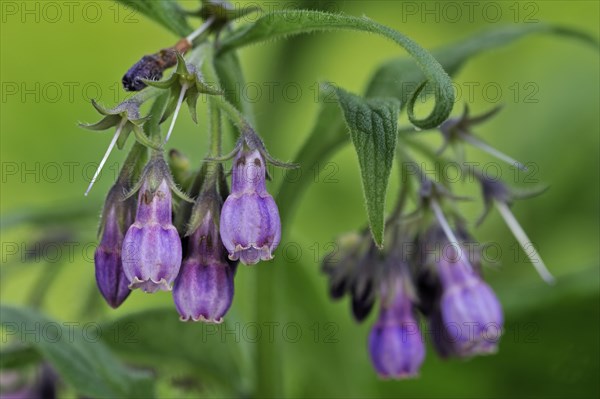 Common comfrey