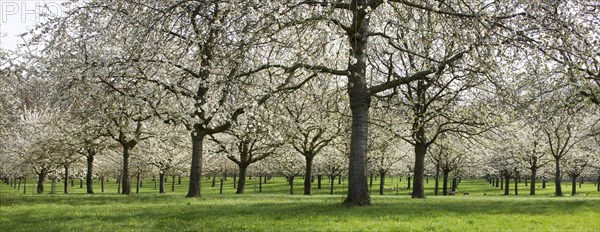 Orchard with cherry trees blossoming in spring