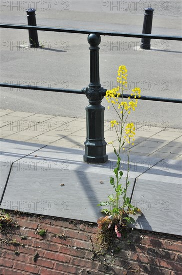 Wild mustard