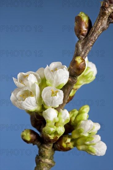 Flowering stage of wild cherry