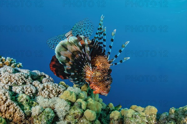 Common lionfish