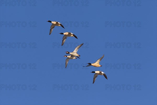 Goosander