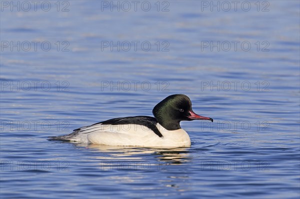 Common merganser