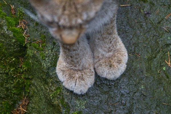 Eurasian lynx