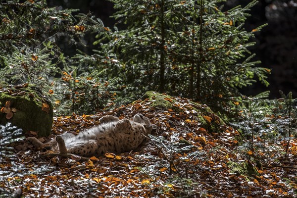 Eurasian lynx