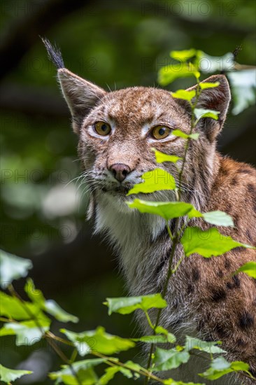 Eurasian lynx