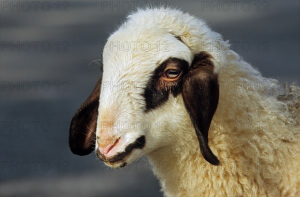 Carinthian sheep