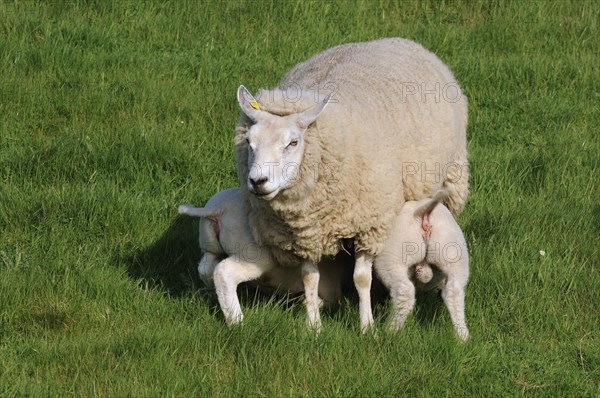 Domestic Texel sheep